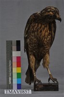灰面鵟鷹藏品圖，第4張